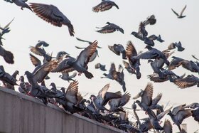 Малюнок петиції:Stop aux mesures excessives pour les mouvements de pigeons au sein des Etats membres de l'UE
