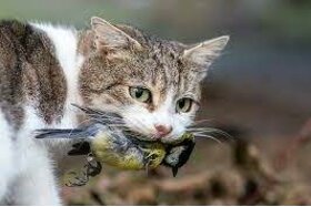 Slika peticije:Stop de overlast van katten, te beginnen in Deventer