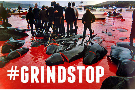 Billede af andragendet:Stop whale slaughter on Faroe Islands