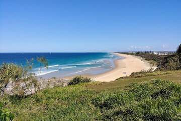 Image de la pétition Stop the council from destroying the banskia tree at 8 Point Cartwright Drive, Buddina
