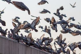Kuva vetoomuksesta:Stop the excessive measures for the movement of racing pigeons between European countries