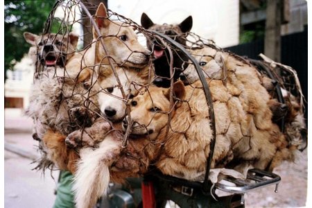 Kép a petícióról:Stop the Yulin Dog Meat Festival