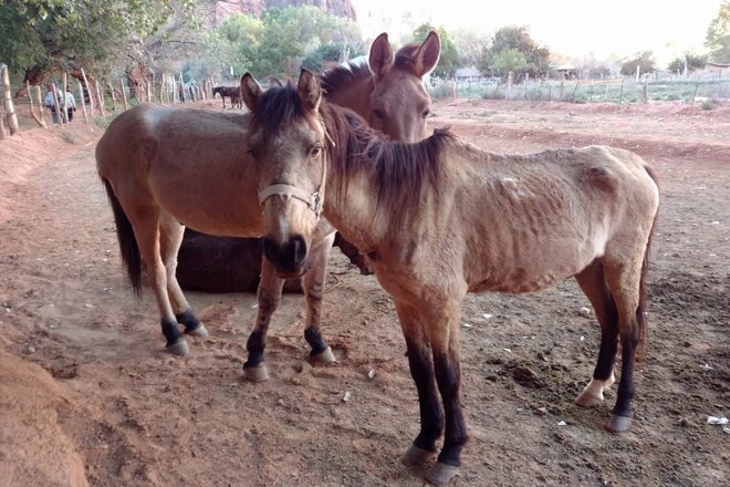 Image of the petition Stop using animals for transportation for humans and luggage on Havasupai land