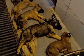 Изображение петиции:Stopp dem Leid der Straßenhunde – Für Schutz statt Tötung!