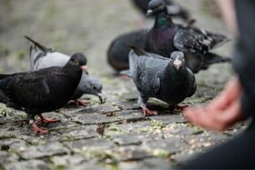 Bild der Petition: Stopp der Vergrämung an der Stresemannallee – Erst Taubenhaus schaffen, dann handeln!