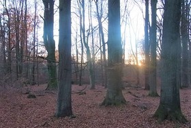 Bild der Petition: Stopp der Zerstörung des Reinhardswaldes in Hessen durch Windkraftpläne von Grüne und CDU