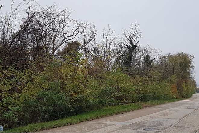Afbeelding van de petitie Stopp von Rodungs- und Abholzungsmaßnahmen entlang des Kirchbergweggrabens in Neusiedl am See