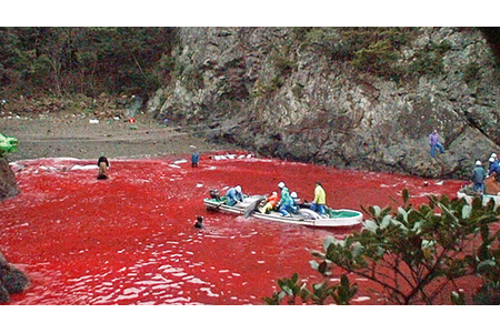 Foto della petizione:Stoppen der Massenmorde an Delfinen in Taiji / Japan