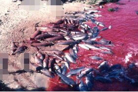 Bild der Petition: STOPPEN DER MASSENMORDE AN DELFINEN IN Japan