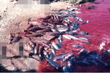 Billede af andragendet STOPPEN DER MASSENMORDE AN DELFINEN IN Japan