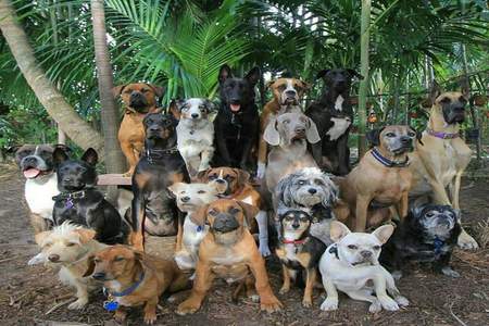 Foto della petizione:Stoppen wir die zu hohe Hundersteuer in Imst