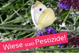 Foto van de petitie:Stoppt das Insektensterben! Für Wildblumenwiesen & eine pestizidfreie Stadt Mülheim / Ruhr