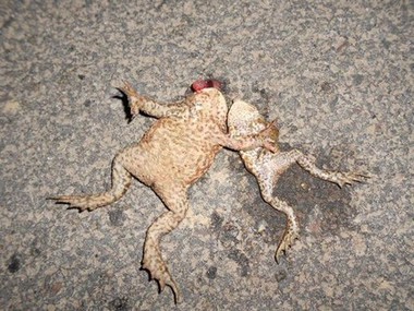 Bild der Petition: Stoppt das Krötensterben!