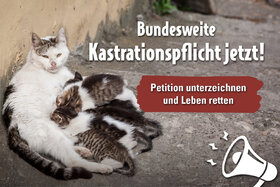 Imaginea petiției: Stoppt das Leid der Streunerkatzen – jetzt bundesweite Kastrationspflicht einführen!