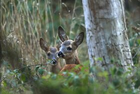 Bild der Petition: Stoppt das neue Jagdgesetz in Rheinland-Pfalz – Für Wald mit Wild !