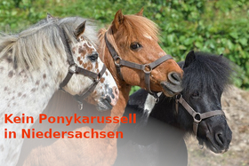 Bild der Petition: Stoppt das Ponykarussel auf Märkten