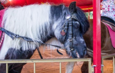 Foto van de petitie:Stoppt das Ponykarussell auf dem Lichtenfelser Schützenfest
