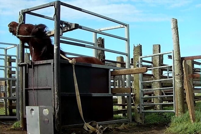 Image of the petition Stoppt das Serumwerk Bernburg - Blutige Tierquälerei an Pferden darf kein Geschäft sein