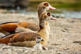 Bild der Petition: Stoppt den Abschuss von Nilgänsen mitten in der Landeshauptstadt Stuttgart!
