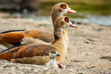 A petíció képe Stoppt den Abschuss von Nilgänsen mitten in der Landeshauptstadt Stuttgart!
