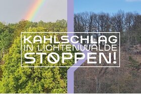 Снимка на петицията:Stoppt den Kahlschlag in Lichtenwalde, rettet die geschützte Natur!