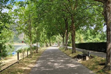 Bild der Petition Stoppt die Abholzung der Nussbaumallee in Niederlahnstein!