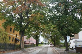 Bild der Petition: Stoppt die Baumfällung in der Pestalozzistraße