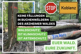 Bild der Petition: Stoppt die Fällungen in den Buchenwäldern des kommunalen Arzheimer Waldes