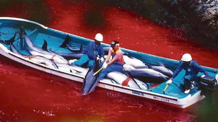 Bild der Petition: Stoppt die Massenabschlachtung der Delfine in Japan