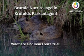 Bild der Petition: Stoppt die Nutria-Jagd in Krefeld – Für ein Verbot der Hobbyjagd und stärkeren Tierschutz!