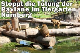 Billede af andragendet: Stoppt die Tötung der Paviane im Tiergarten Nürnberg