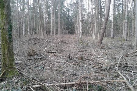 Изображение петиции:Stoppt die Zerstörung der Forstheide Amstetten