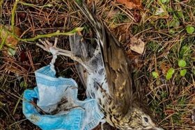 Bild der Petition: Stoppt Einwegmasken zum Schutz der Natur und Zukunft