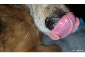 Foto della petizione:Stoppt Gewalt im Hundetraining