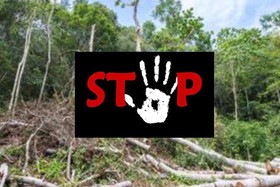 Изображение петиции:Stoppt In Lohne Das Vorhaben, Eine Waldfläche Zu Roden, Um Fussballfelder Anzulegen