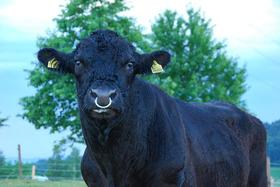Bild der Petition: Stoppt Rindfleischimporte aus den USA #Hormonfleisch
