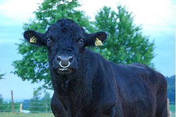 Bild der Petition Stoppt Rindfleischimporte aus den USA #Hormonfleisch