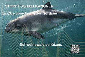 Bild der Petition: Schweinswale schützen – Keine Schallkanonen ohne ausreichende Umweltprüfung