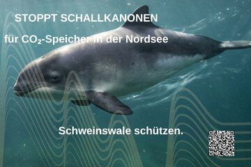 Imagen de la petición Schweinswale schützen – Keine Schallkanonen ohne ausreichende Umweltprüfung