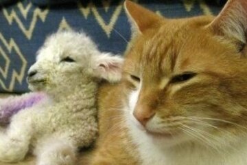 Image of the petition Stoppt Tierquälerei: Härtere Strafen für Tierquäler!