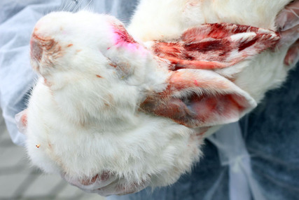 Slika peticije:Stoppt Tierversuche in Österreich!