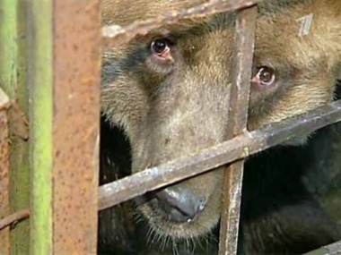 Bild der Petition: Stoppt Wildtiermisshandlungen in Russland in Übungsjagdstationen!