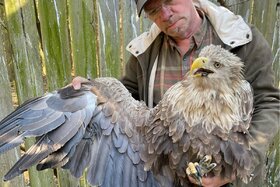 Bild der Petition: Stoppt Windkraftanlagen im Grunewald & anderen Berliner Schutzgebieten – Artenschutz ist unverhandel
