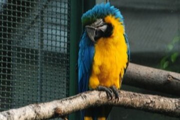 Bild der Petition Stoppt die Qual. Mainzer Vögel Im Stadtpark befreien.