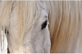 Picture of the petition:Stressfreier Karneval für Tier und Mensch! Pferde gehören nicht in einen Karnevalsumzug!