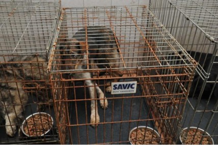 Bild der Petition: Subventionierte Tierquälerei im Tierheim Danyflor in Rumänien !