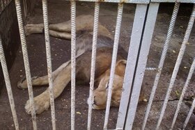 Image de la pétition : Freedom for the King of the animals
