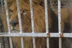 Picture of the petition:Free the King of the Jungle!