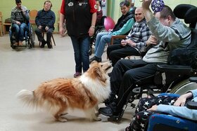 Малюнок петиції:Therapiehunde von Hundesteuer befreien