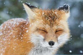 Bild der Petition: Tiere in den §131 StGB